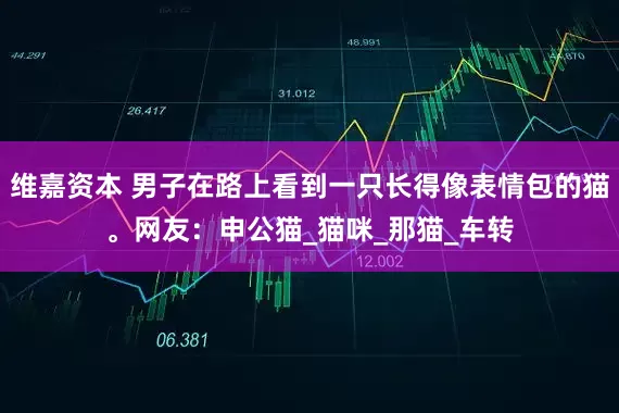 维嘉资本 男子在路上看到一只长得像表情包的猫。网友：申公猫_猫咪_那猫_车转